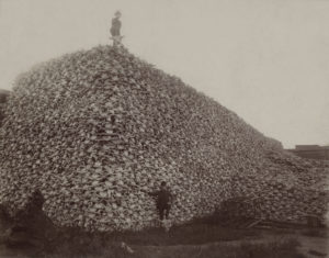 Bison skull pile, US 19th century.