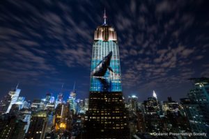 160 images of endangered species were projected onto the Empire State Building. Photo: Oceanic Preservation Society 
