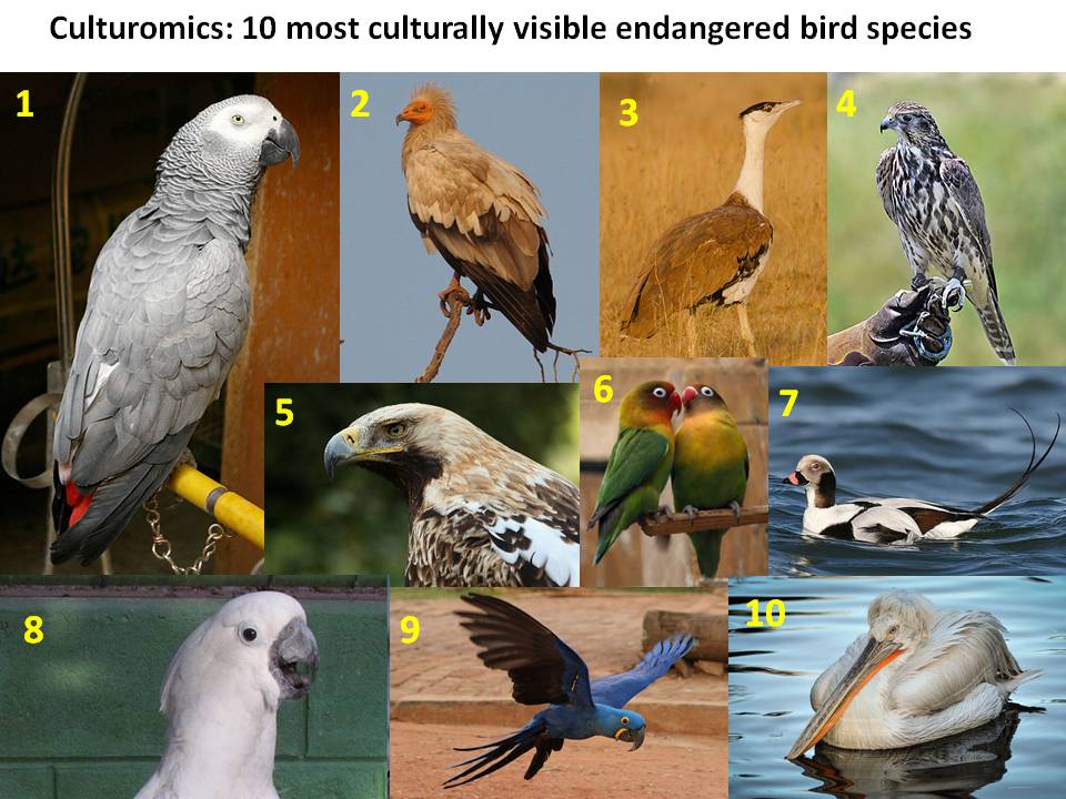 culturomics top 10 endangered birds